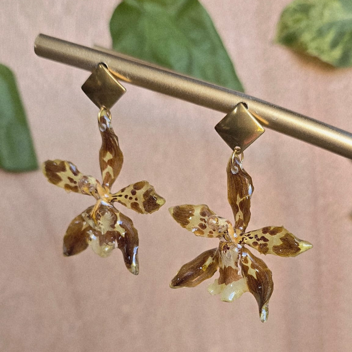 Aretes Odontoglossum