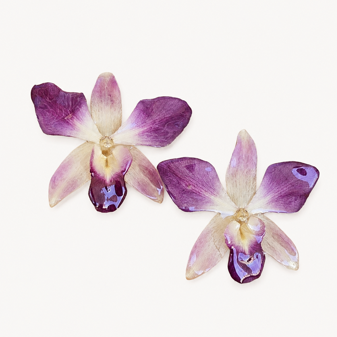 Topos Dendrobium