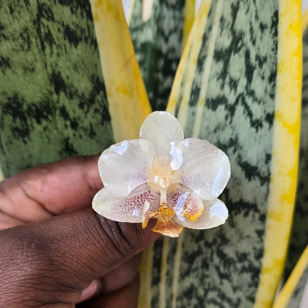 Anillo de Orquídea Natural