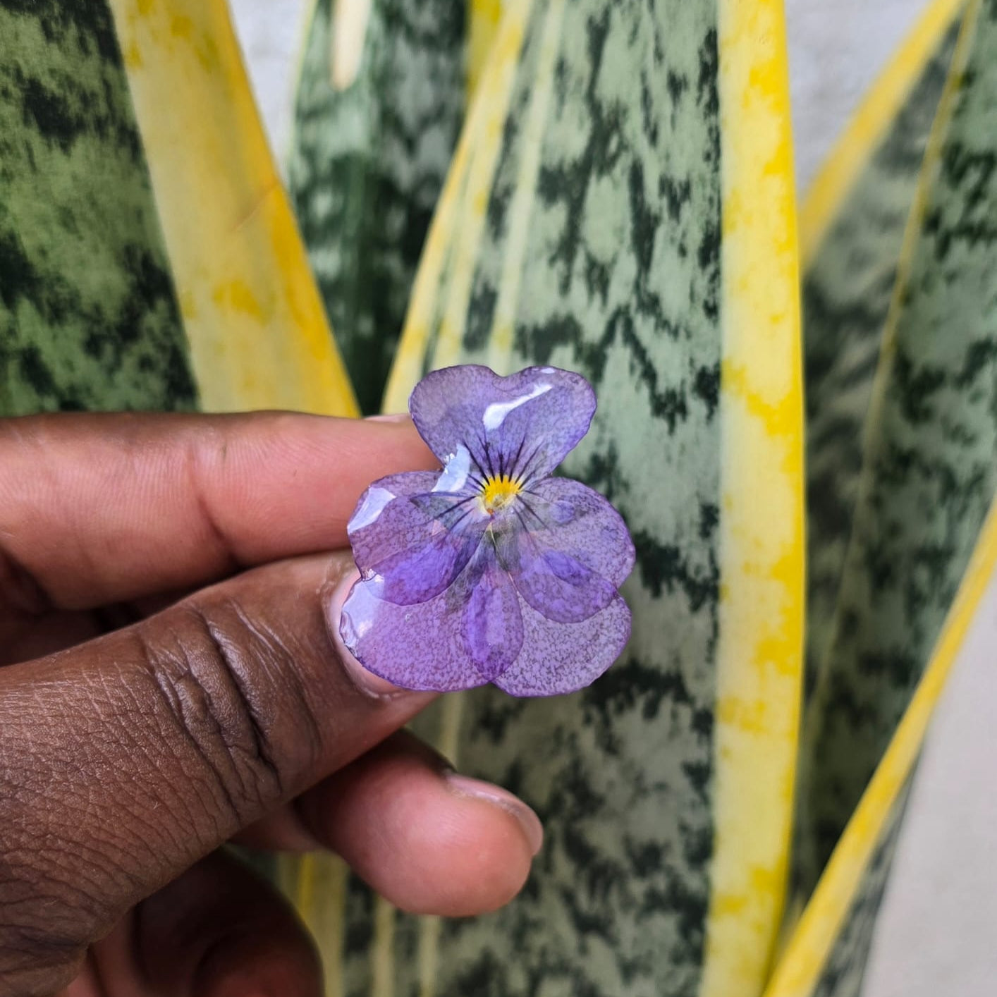 Anillo de Flor Natural