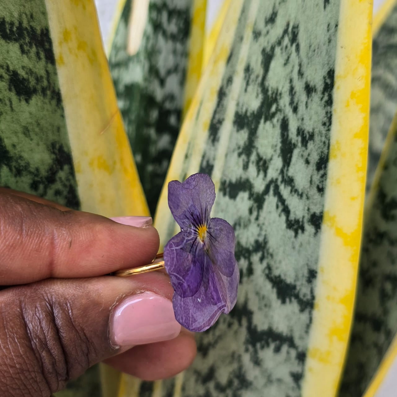 Anillo de Flor Natural