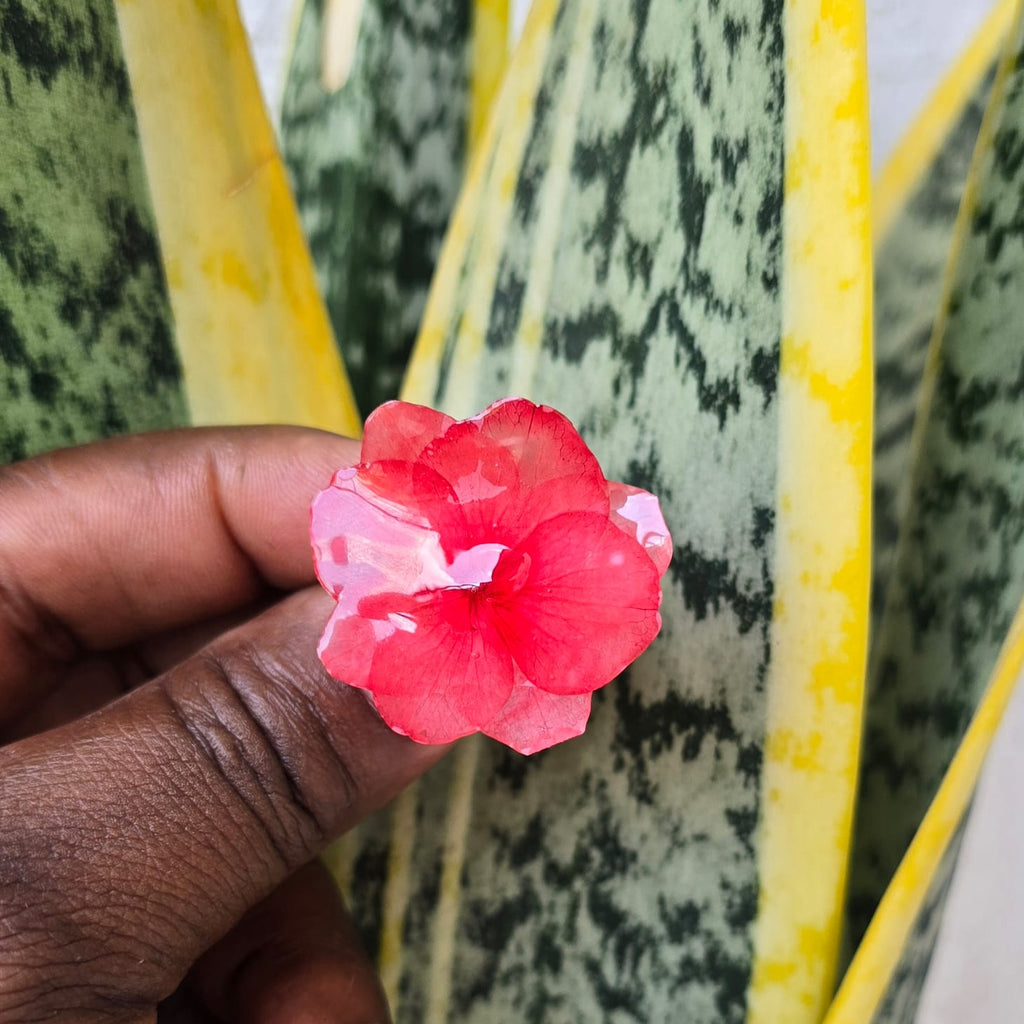 Anillo de Flor Natural