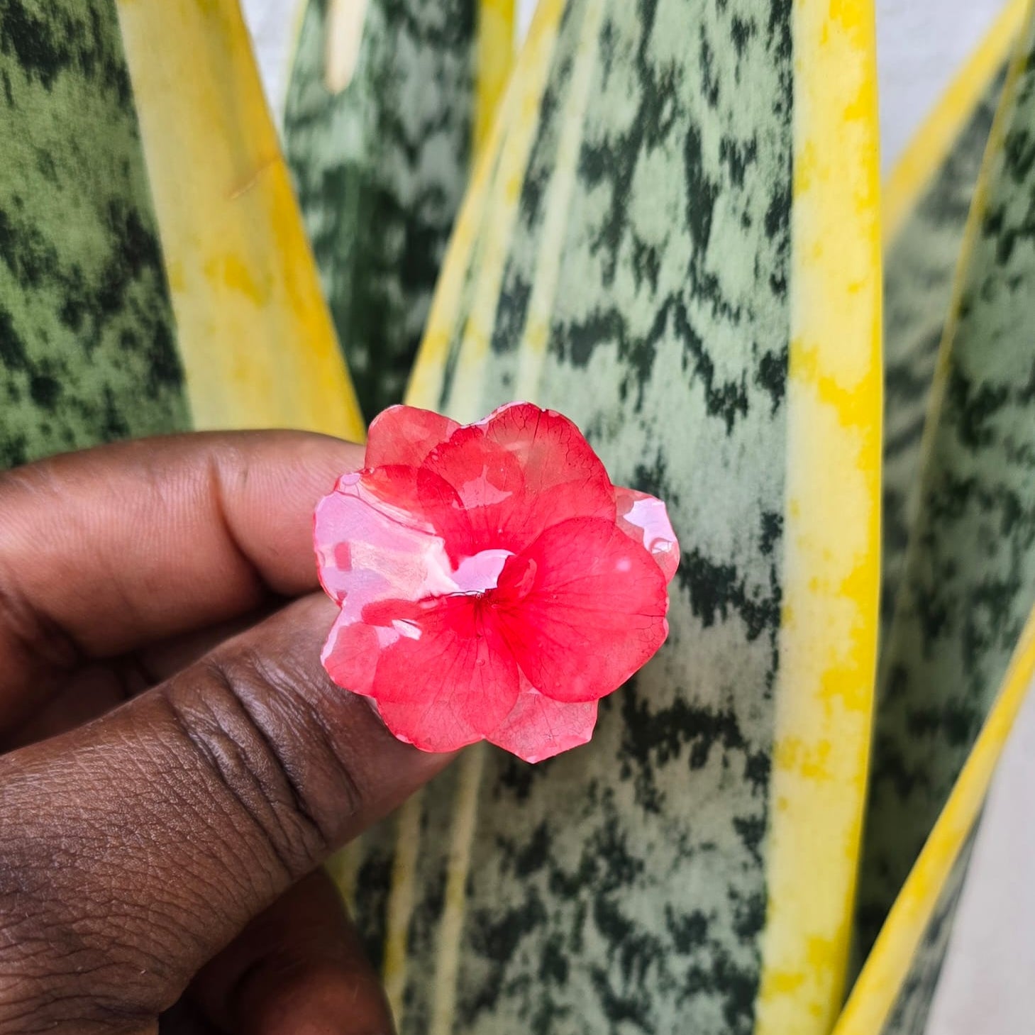 Anillo de Flor Natural