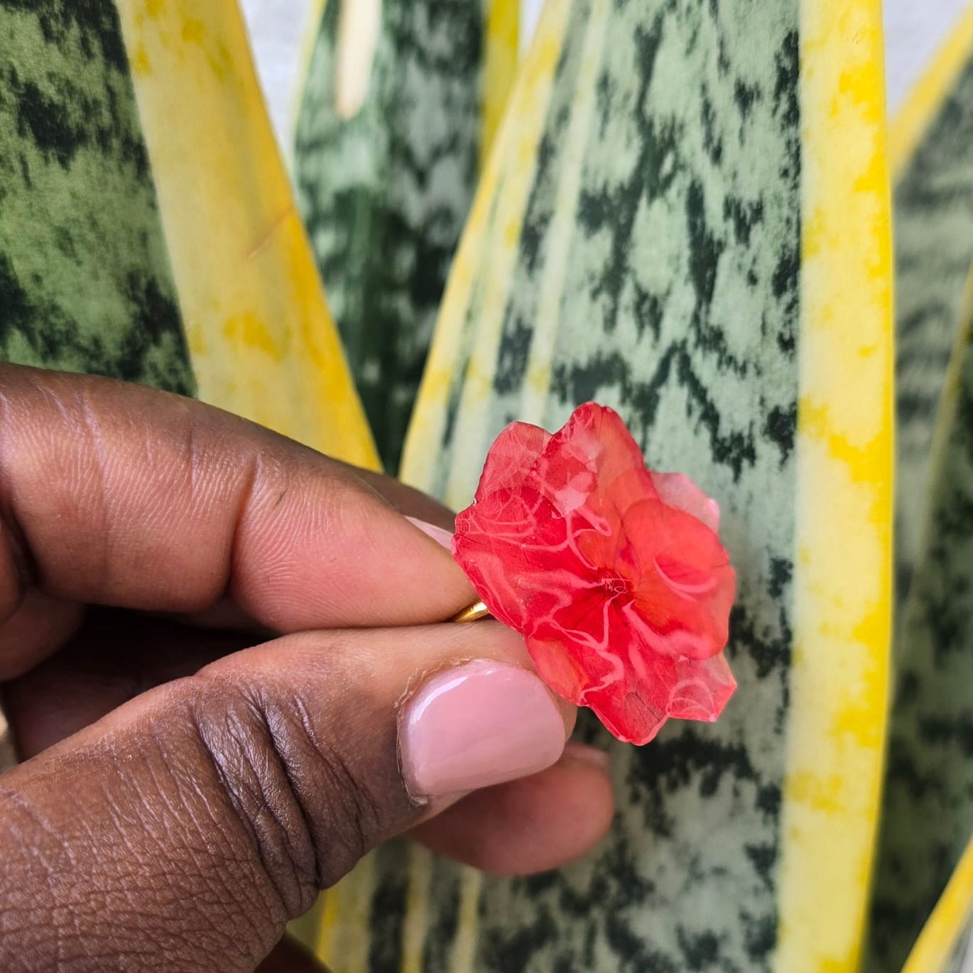 Anillo de Flor Natural
