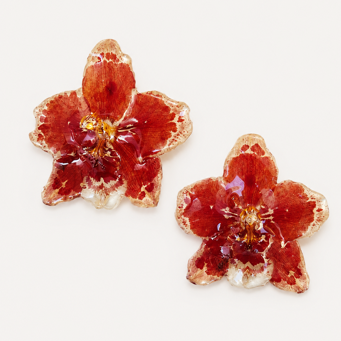 Topos orquídeas Odontoglossum