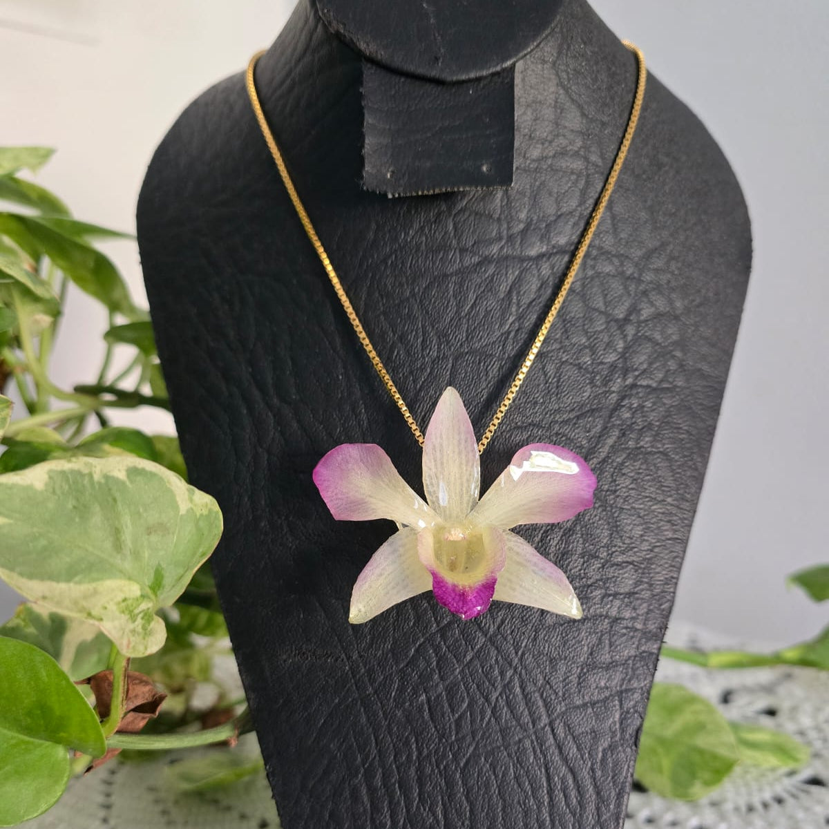 Orquídea Dendrobiuem