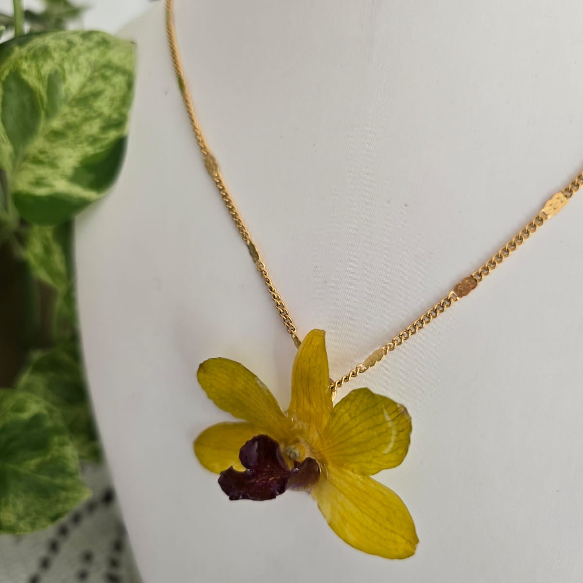 Orquídea Dendrobium Amarillo Tropical