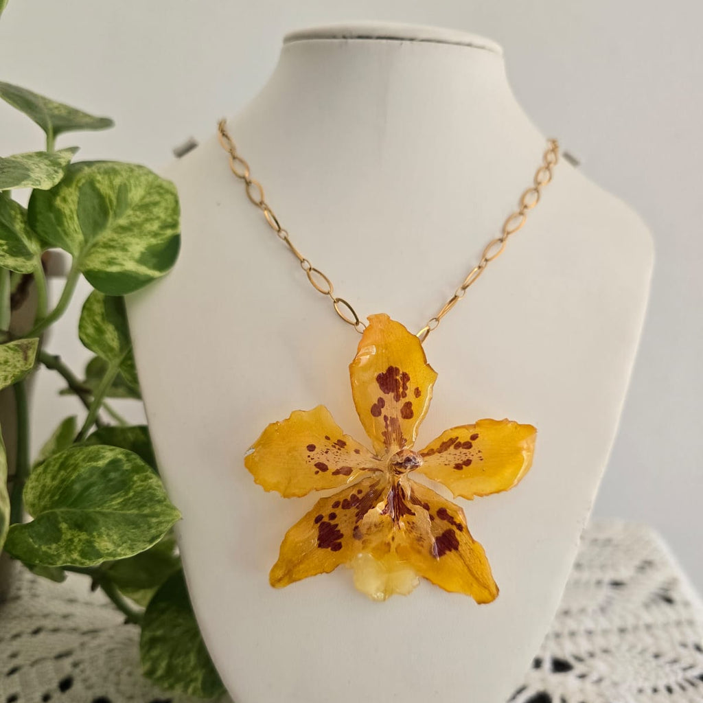 Orquídea Dendrobium