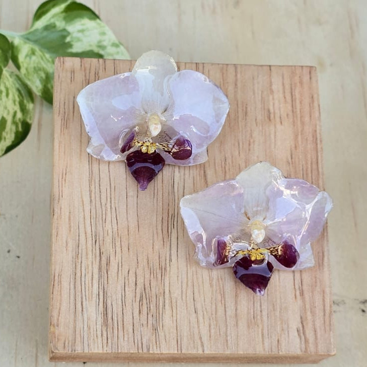 Topo Orquídea Phalaenopsis mini