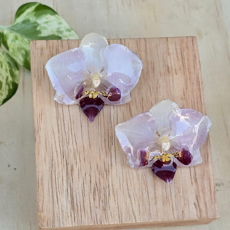 Topo Orquídea Phalaenopsis mini