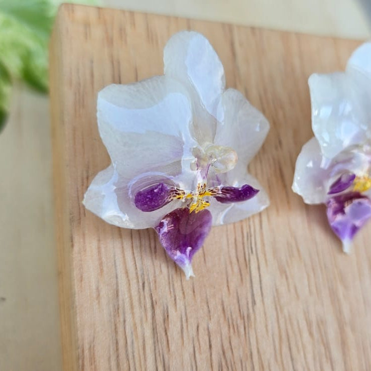 Topo Orquídea Phalaenopsis mini