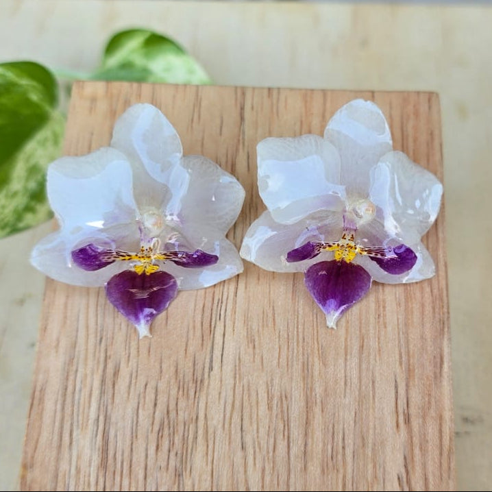 Topo Orquídea Phalaenopsis mini