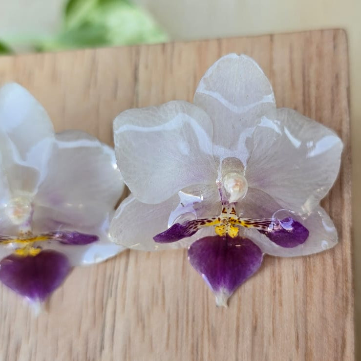 Topo Orquídea Phalaenopsis mini