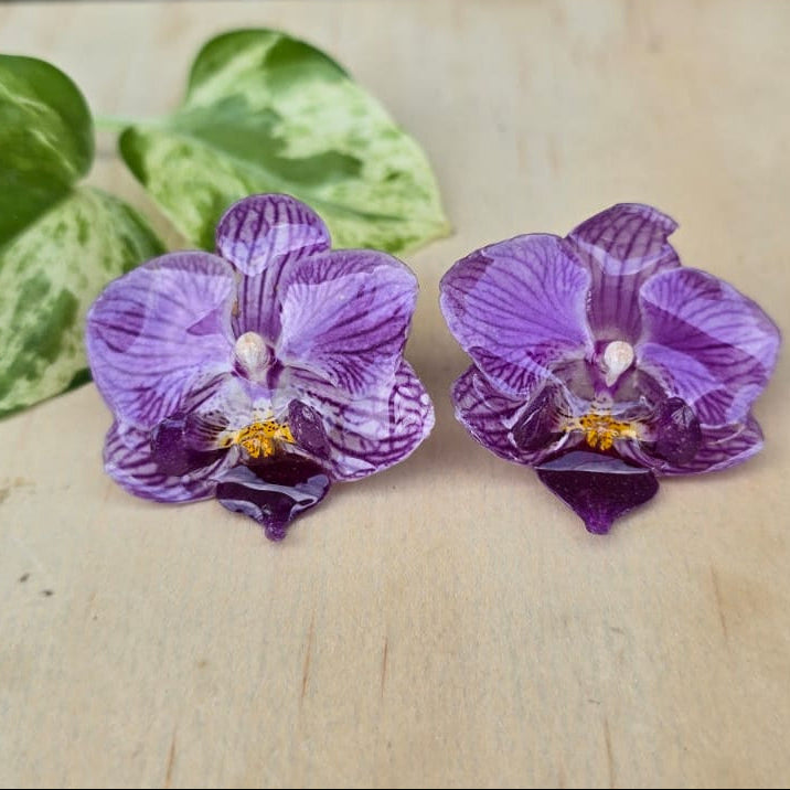 Topos Orquídea Phalaenopsis mini