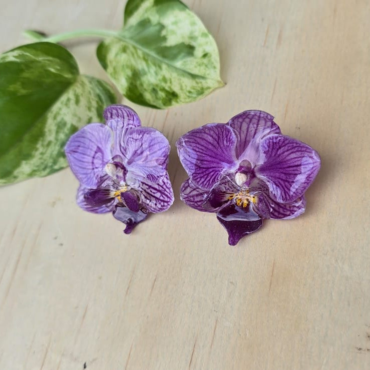 Topos Orquídea Phalaenopsis mini