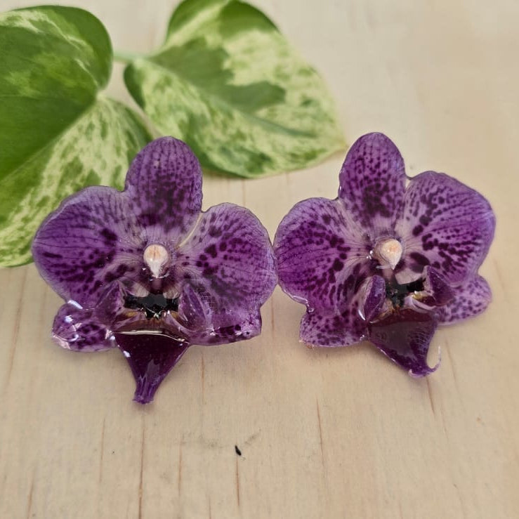 Topos Orquídea Phalaenopsis mini