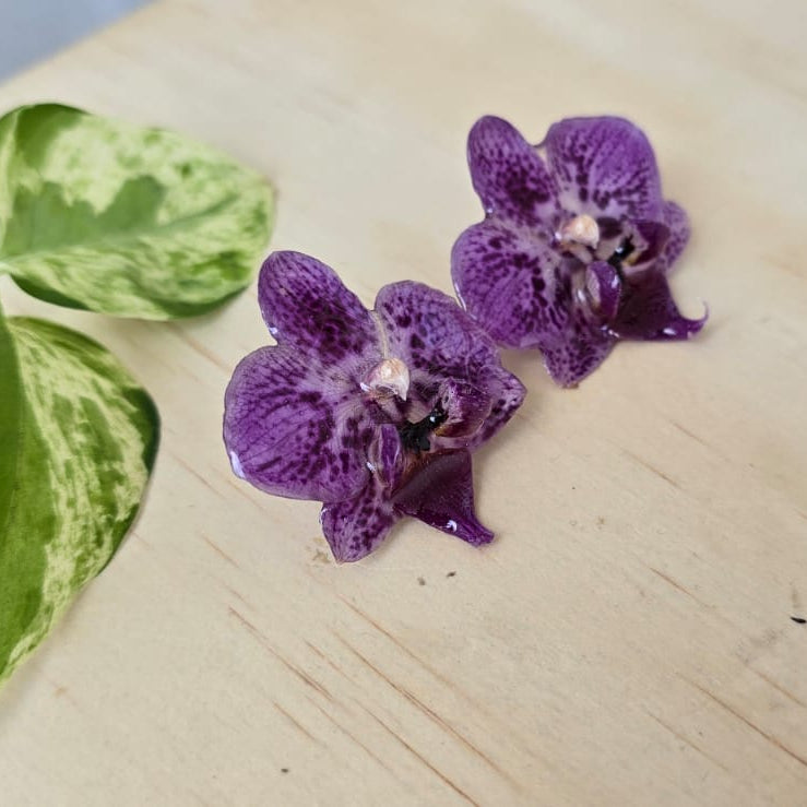 Topos Orquídea Phalaenopsis mini