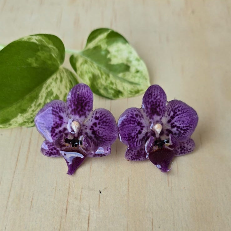 Topos Orquídea Phalaenopsis mini