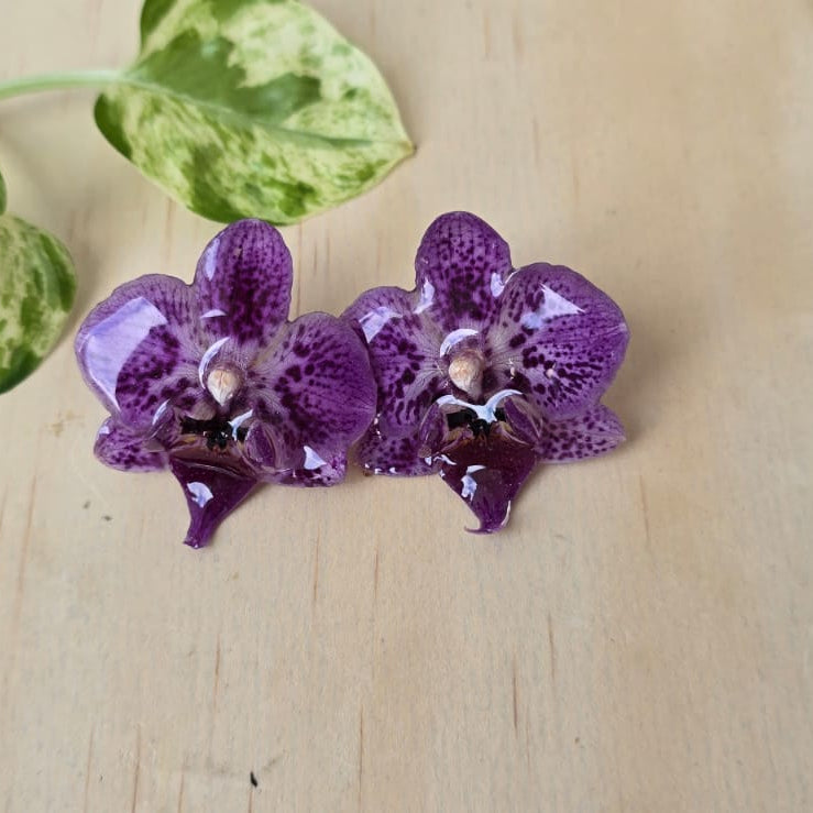 Topos Orquídea Phalaenopsis mini