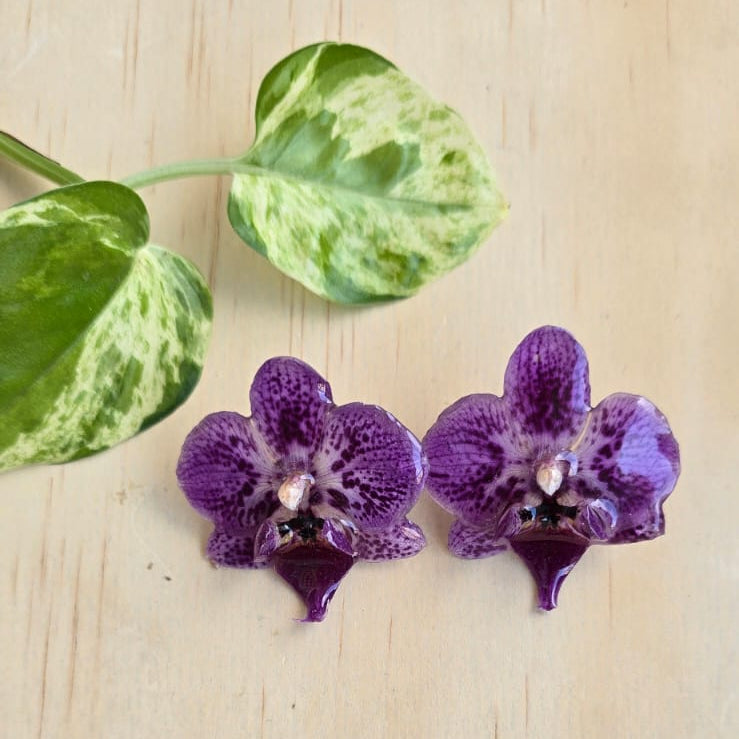 Topos Orquídea Phalaenopsis mini