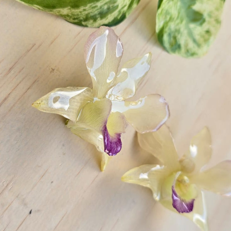 Topos Orquídea Dendrobium color crema