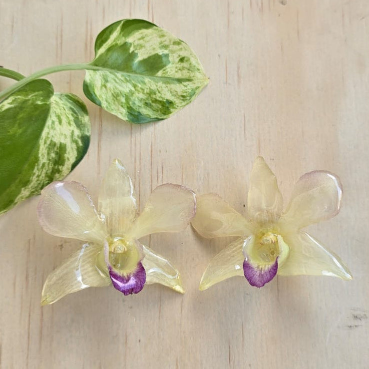 Topos Orquídea Dendrobium color crema