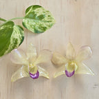 Topos Orquídea Dendrobium color crema