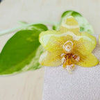 Aretes Orquídea Phalaenopsis mini