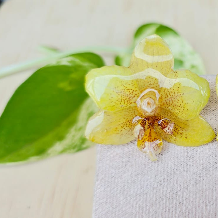 Aretes Orquídea Phalaenopsis mini