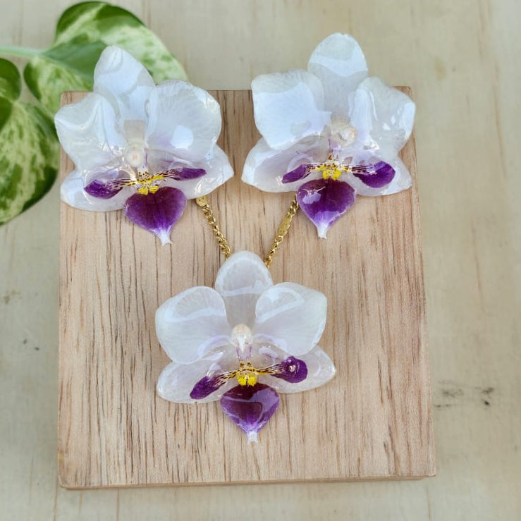 Conjunto Orquídea Phalaenopsis mini