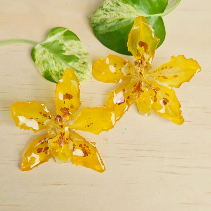 Topo Orquídea Odontoglosum