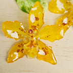 Topo Orquídea Odontoglosum