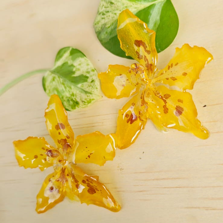 Topo Orquídea Odontoglosum