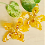 Topo Orquídea Odontoglosum