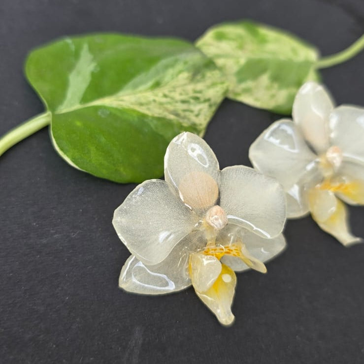 Topos Orquídea Phalaenopsis mini