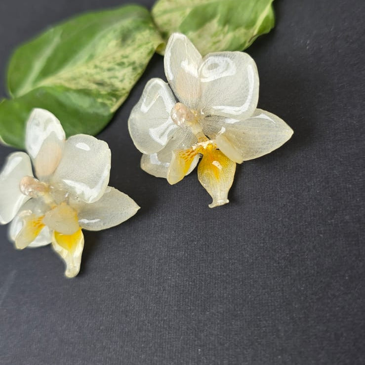 Topos Orquídea Phalaenopsis mini