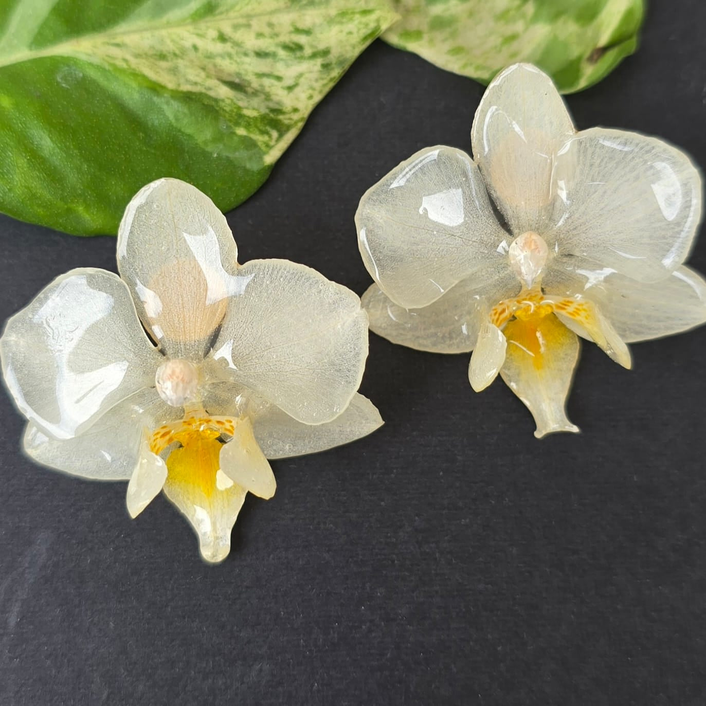 Topos Orquídea Phalaenopsis mini