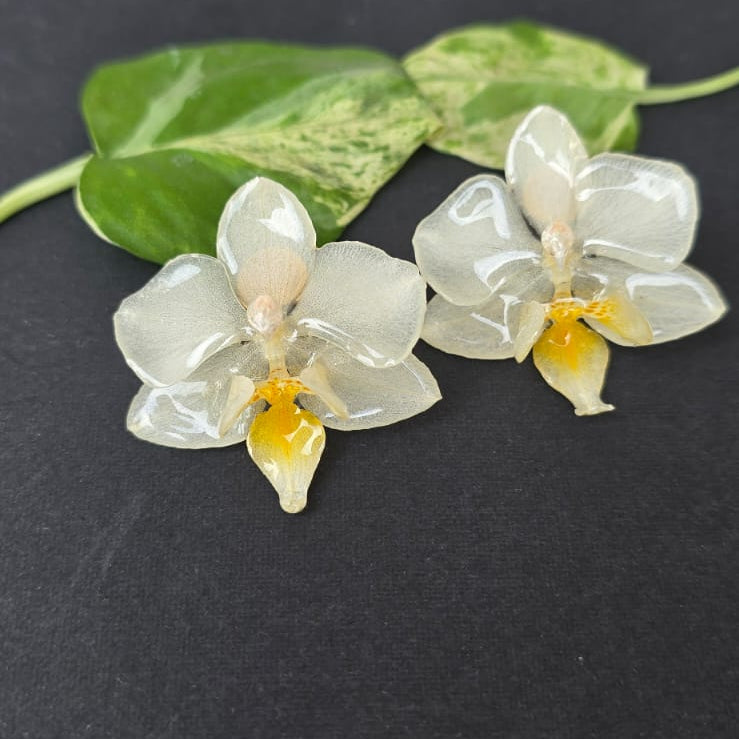 Topos Orquídea Phalaenopsis mini