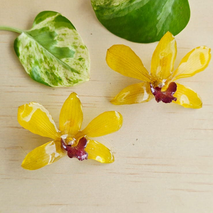 Topos Dendrobium Tropical