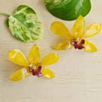 Topos Dendrobium Tropical