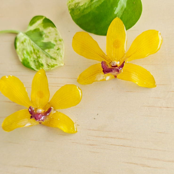 Topos Dendrobium Tropical