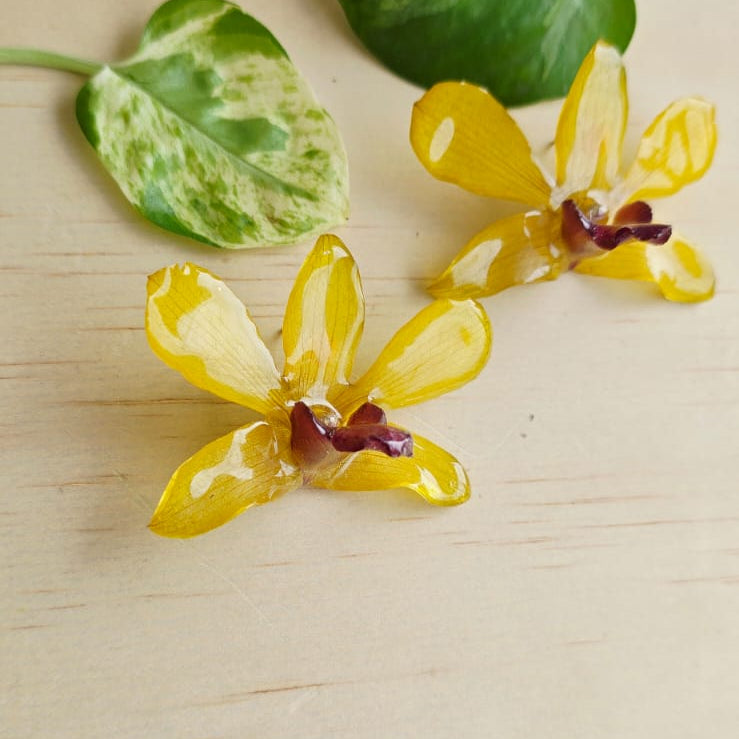 Topos Dendrobium Tropical