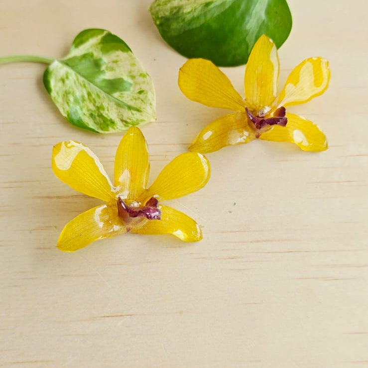 Topos Dendrobium Tropical