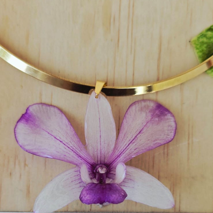 Orquídea Dendrobiuem con aro