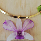 Orquídea Dendrobiuem con aro