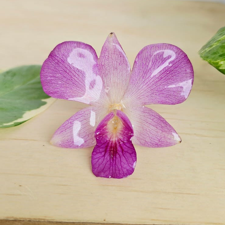 Anillo orquídea Dendrobium