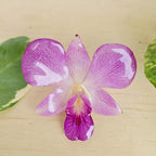 Anillo orquídea Dendrobium