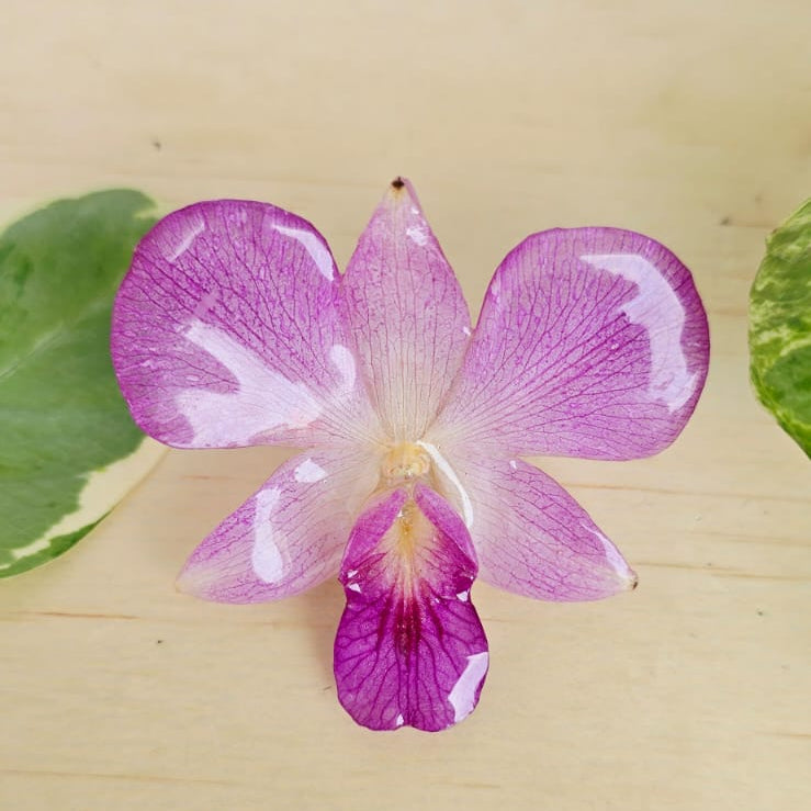 Anillo orquídea Dendrobium