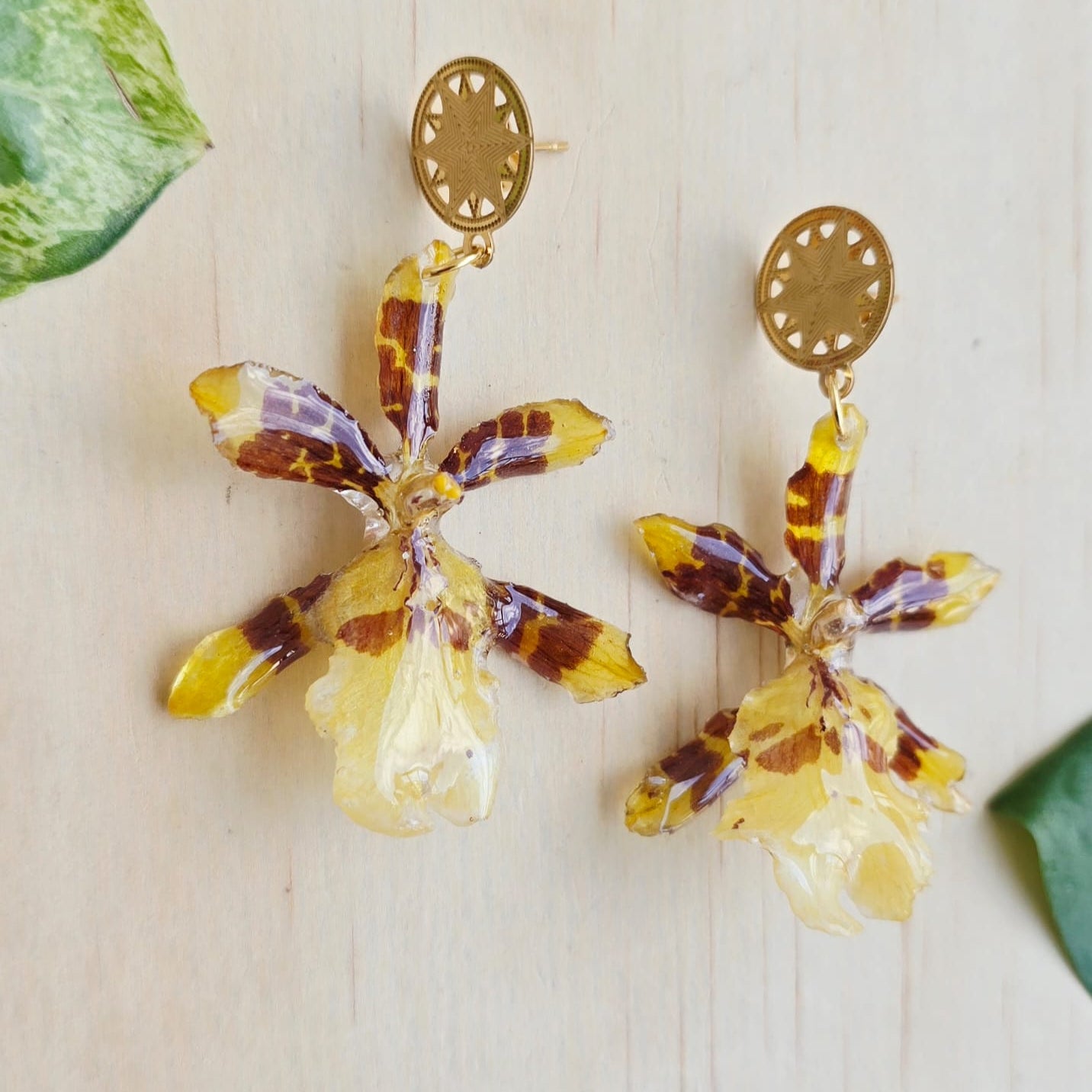 Areyes Orquídea Colamanara