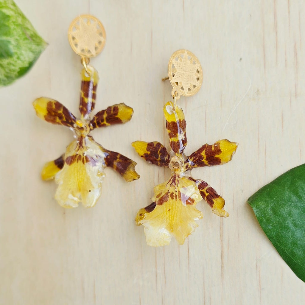 Areyes Orquídea Colamanara